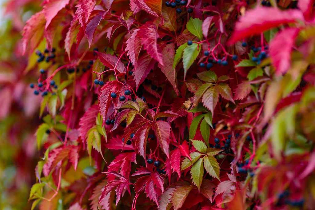 Virginia Creeper Rooted Cutting 5-8" Parthenocissus quinquefolia | Hardy Ground Cover Vine