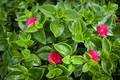 Aptenia cordifolia Cuttings - 20 Red Apple Ice Plant Baby Sun Rose Unrooted Cuttings