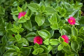 Aptenia cordifolia Cuttings - 20 Red Apple Ice Plant Baby Sun Rose Unrooted Cuttings