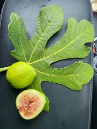 White Kadota Fig Cuttings (3 x 6