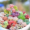 200 Mixed Succulent Seeds - Rare Echeveria, Sedum, Lithops Collection (Non-GMO)