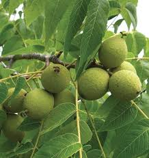 Black Walnut Seeds Juglans Nigra - 5 Fresh Seeds for Nut Tree & Shade