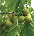 Black Walnut Seeds Juglans Nigra - 5 Fresh Seeds for Nut Tree & Shade