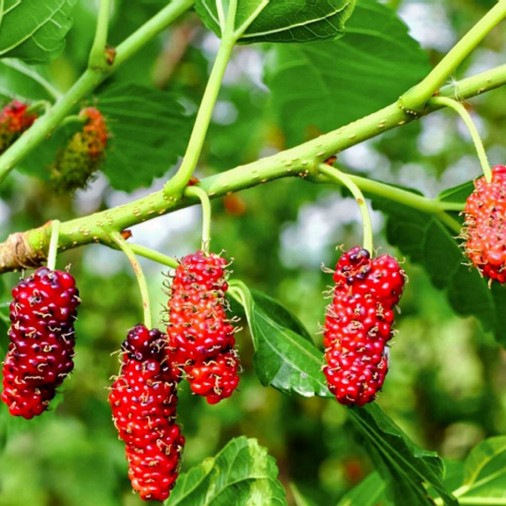 Texas Mulberry Tree Cuttings (Morus spp.) - 10 Unrooted Hardwood Stems, Drought Tolerant, Zones 6-9