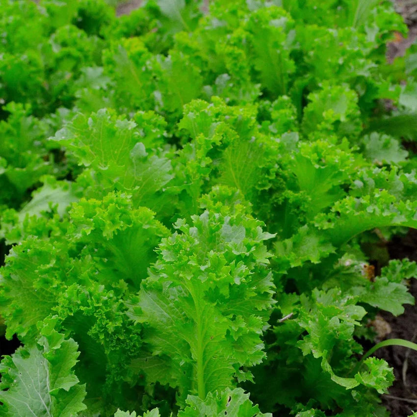 Mustard Southern Giant Curled Seeds (Brassica juncea) - 500 Seeds for Planting