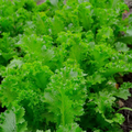 Mustard Southern Giant Curled Seeds (Brassica juncea) - 500 Seeds for Planting