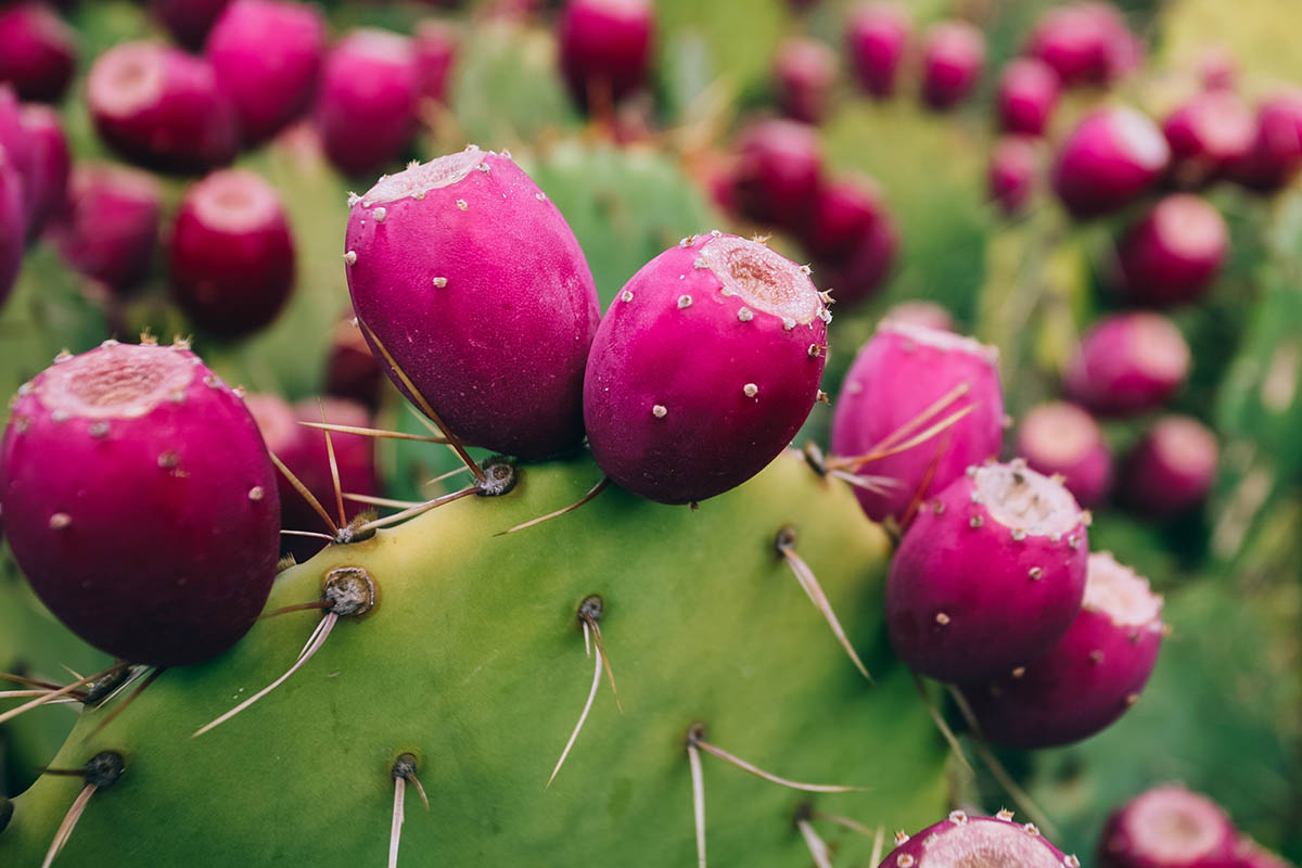 Opuntia ficus-indica Cuttings - 1 Rooted Pad, Texas Prickly Pear Cactus, Red Fruit, Zones 8-11