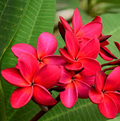 Plumeria Wildfire Red Cuttings - Rare Unrooted, 9-12" Tall, Fragrant Frangipani