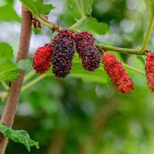 Dwarf Everbearing Mulberry Live Plant (Morus nigra) - Rooted Starter Plant, 3-15 inches