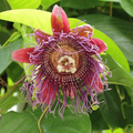 Giant Granadilla Passion Fruit Live Starter Plant (Passiflora ligularis) - Cuttings