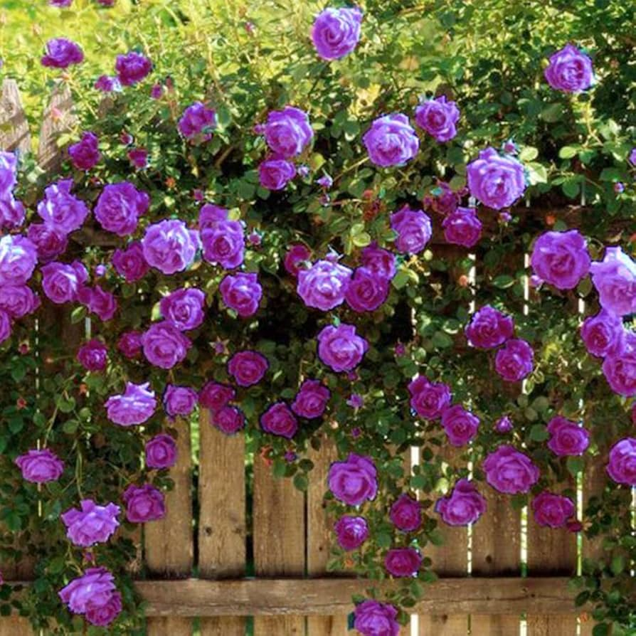 Purple Climbing Rose Seeds - 20 Seeds - Fragrant Fast-Growing Climbing Vine