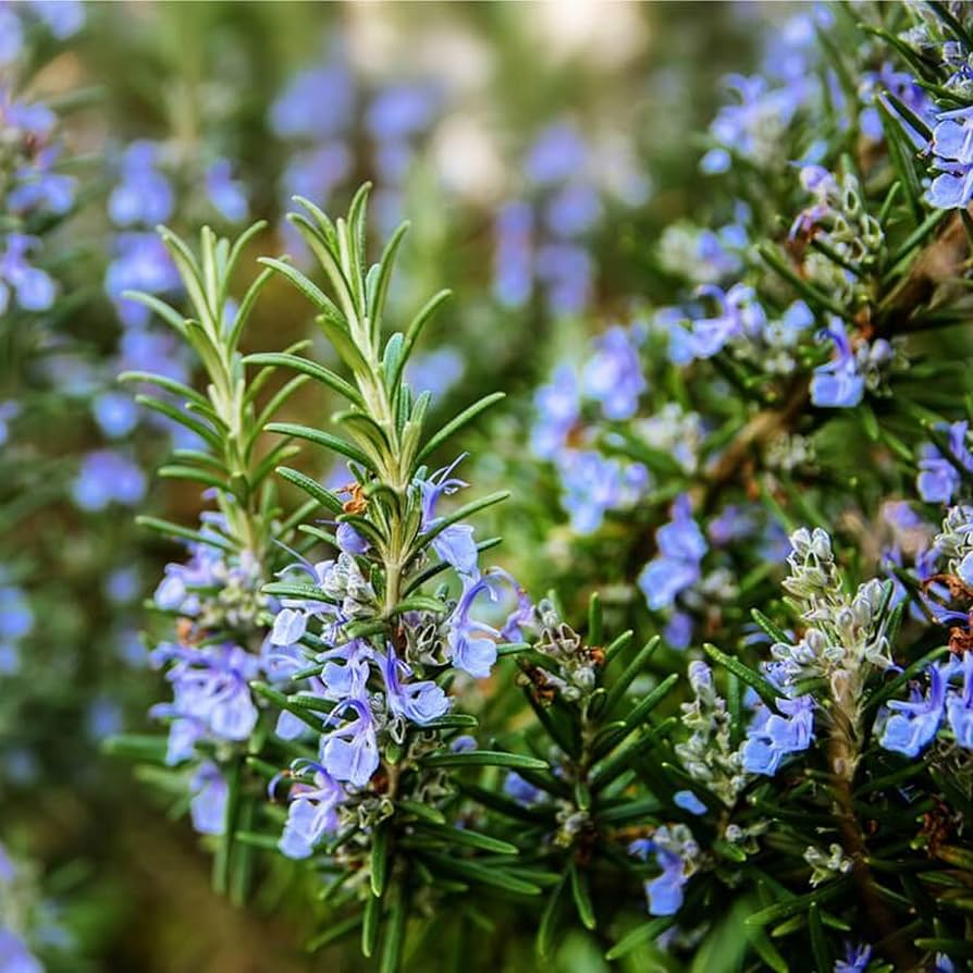 Rosemary Herb Seeds - Salvia rosmarinus, 100 mg for Planting