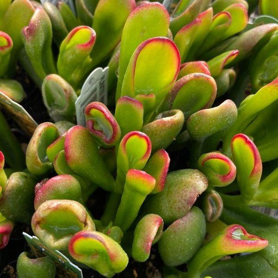 Hobbit Jade Live Cutting (Crassula ovata 'Shrek Ears') - 6" Bare-Root Cutting, Red Tips, Zone 10+