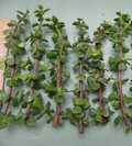 Elephant Bush Dwarf Jade Cuttings (Portulacaria afra) - 11 Unrooted 7-12" Green/Red Stem