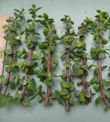 Elephant Bush Dwarf Jade Cuttings (Portulacaria afra) - 11 Unrooted 7-12" Green/Red Stem