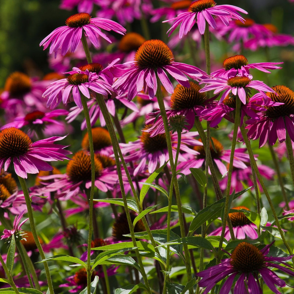 Purple Coneflower Seeds - Echinacea purpurea | 500+ Non-GMO Perennial Wildflower