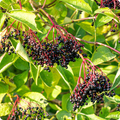 Black Elderberry Seeds (Sambucus nigra) - 100 Non-GMO Seeds for Hedgerows & Wildlife Gardens