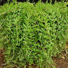 Sedum Sarmentosum Cuttings - 70 Live Creeping Perennial Ground Cover