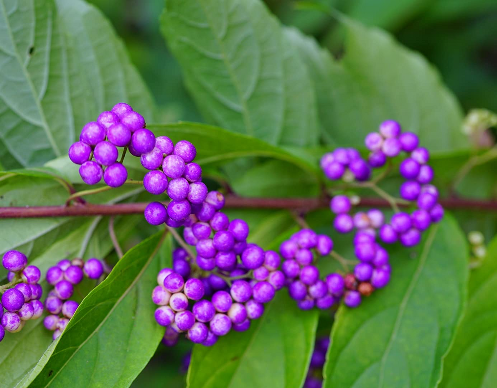 Callicarpa americana Bonsai Beautyberry Seeds - 20 Non-GMO Seeds for Bonsai & Ornamental Use