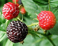 Black Hawk Raspberry Plants (Rubus occidentalis) - 2 Pack, 1–2 Year Old, Hardy