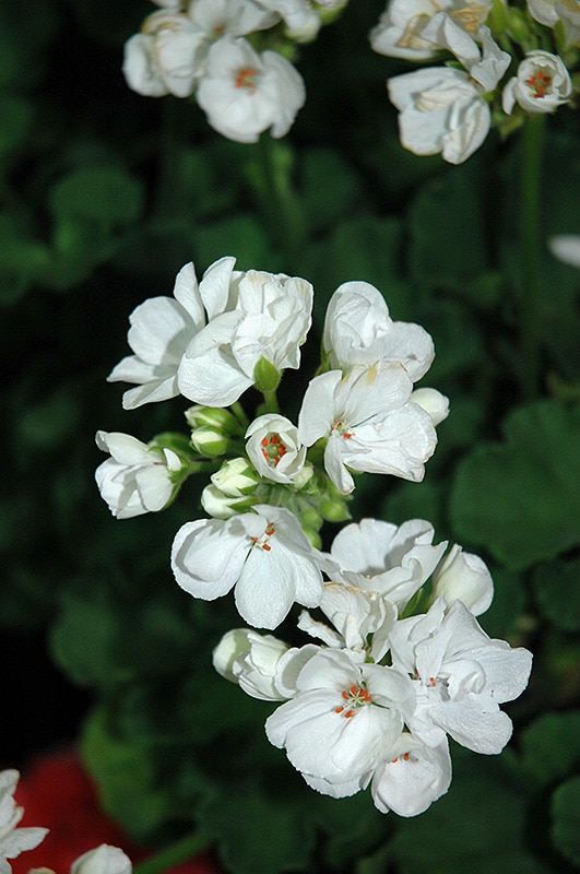 Geranium Patriot White - Well-Rooted 4" Starter Plant (Pelargonium)