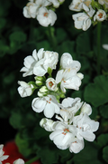 Geranium Patriot White - Well-Rooted 4" Starter Plant (Pelargonium)