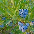 Vaccinium Cuttings - 4 Pack Evergreen Blueberry Ornamental Shrub