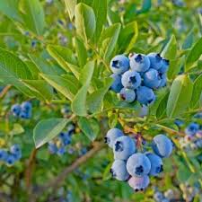 Vaccinium Cuttings - 4 Pack Evergreen Blueberry Ornamental Shrub