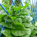 Malabar Spinach Green Vines Seeds (Basella alba) – 500 mg