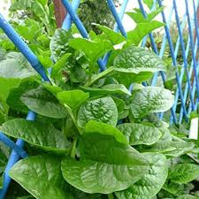 Malabar Spinach Green Vines Seeds (Basella alba) – 500 mg