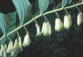 True Solomon’s Seal (Polygonatum biflorum) - 10 Bare Root Plants | Shade Perennial