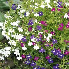 Cascade Lobelia Seed Mix (Lobelia erinus) - 100 Premium Seeds for Trailing, Summer Blooms