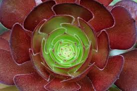 Aeonium 'Jack Catlin' Cuttings (12) — 6" Unrooted, Drought-Tolerant Succulent
