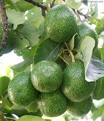 Choquette Avocado Grafting Cuttings (Persea americana) - 3 Live Scions, 8"