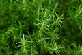 Rosemary Cuttings - 6 Unrooted 4-6" Rosmarinus officinalis