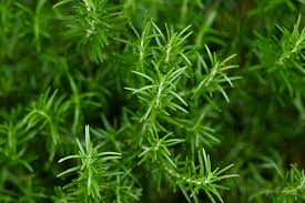 Rosemary Cuttings - 6 Unrooted 4-6" Rosmarinus officinalis