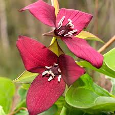 Red Trillium (Trillium erectum) Bare Root Plants – 3 Shade-Loving Perennial Wildflowers