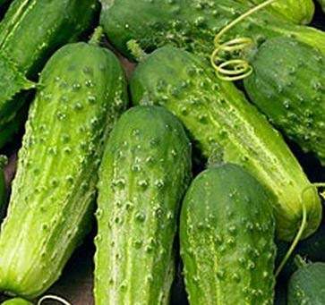 100+ Pickling Cucumber Seeds | Cucumis sativus | Non-GMO Seeds for Pickles & Garden