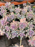 Ghost Plant Succulent Graptopetalum paraguayense - 4 Unrooted Cuttings