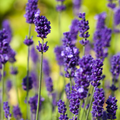150 English Lavender Seeds Lavandula angustifolia | Non-GMO Fragrant Herb for Borders, Pots & Pollinator Gardens