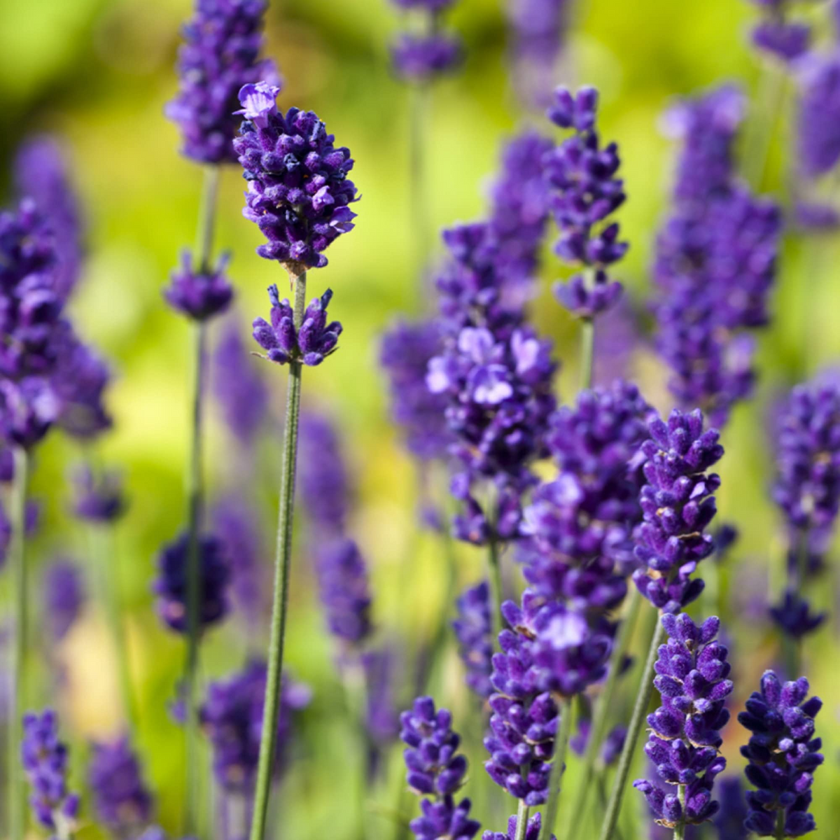 150 English Lavender Seeds Lavandula angustifolia | Non-GMO Fragrant Herb for Borders, Pots & Pollinator Gardens