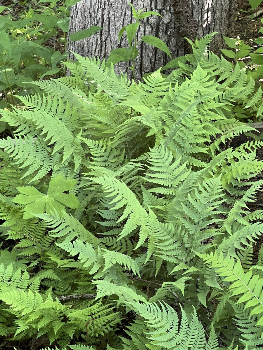 Leatherwood Ferns (Dryopteris marginalis) Bare Root - Set of 3 | Premium Native Woodland Ferns