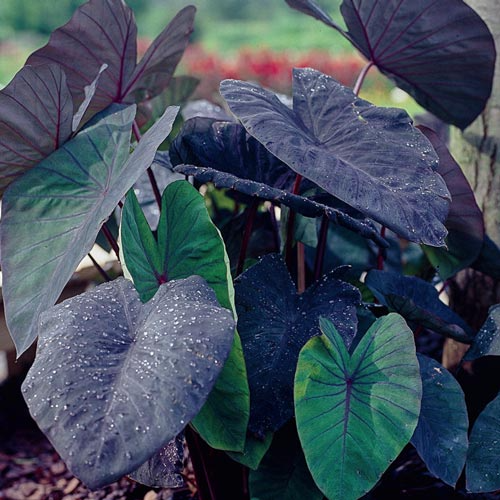 Black Magic Colocasia (Elephant Ear) - Small Rooted Starter Plant