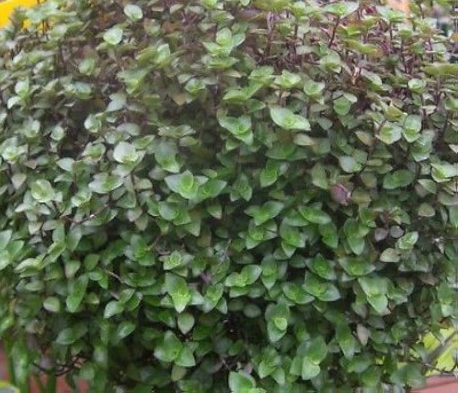20 Unrooted Cuttings: Dwarf Bolivian Wandering Jew (Tradescantia minima / Callisia repens) - Easy Grow
