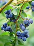 Austin Blueberry Live Cuttings (5-8") | Unrooted Scions for DIY Propagation
