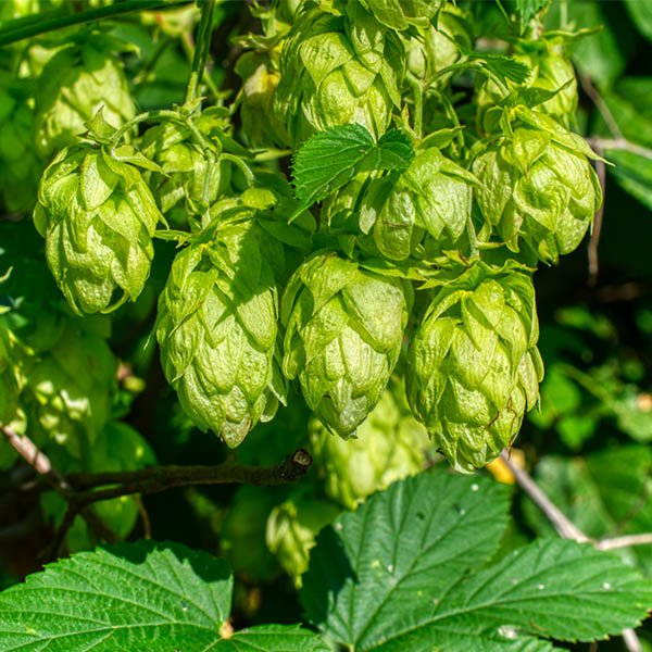 Saaz Hops Seeds (Humulus lupulus) - 5 Non-GMO Hop Vines for Trellis & Vertical Garden