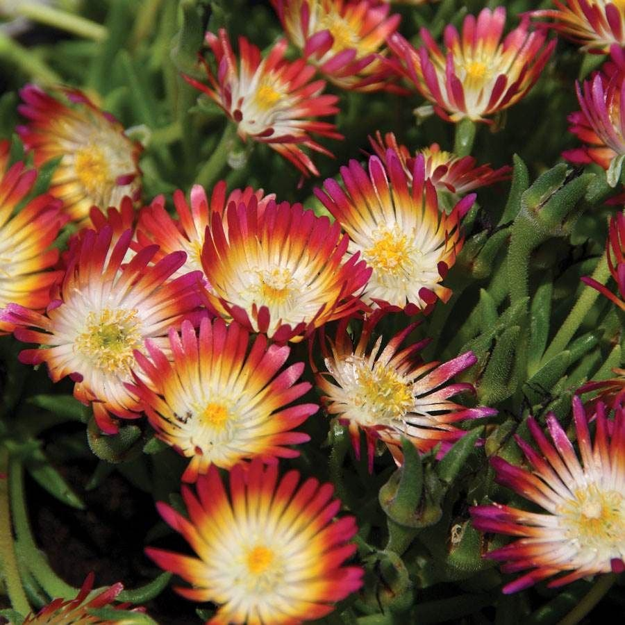 Delosperma cooperi 'Jewel of Desert Ruby' Cuttings - 12 Red Ice Plant Stems (Groundcover, Drought Tolerant, Zones 6-9)
