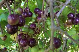 Muscadine Grape Vine Cuttings (Vitis rotundifolia) - 12 Live Clippings, Zones 7-10