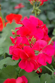Hot Pink Ivy Geranium Pelargonium Peltatum Cuttings 6" - Unrooted (6) for Hanging Baskets