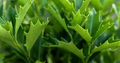Oak Leaf Holly Unrooted Cutting (Ilex latifolia) - Evergreen Shrub for Planting